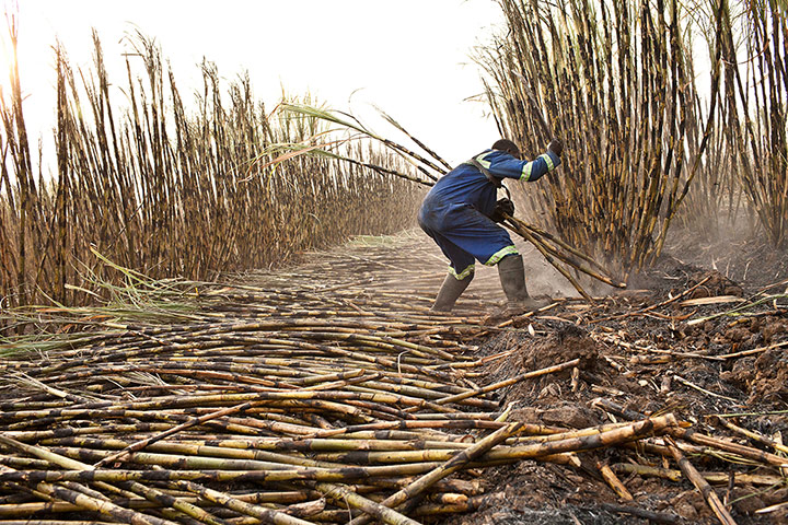 Sugar in Zambia: Harvesting sugar cane
