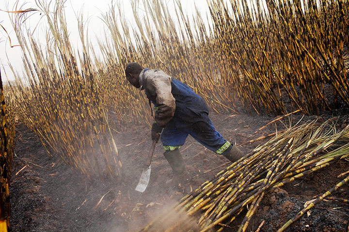 Sugar in Zambia: Harvesting