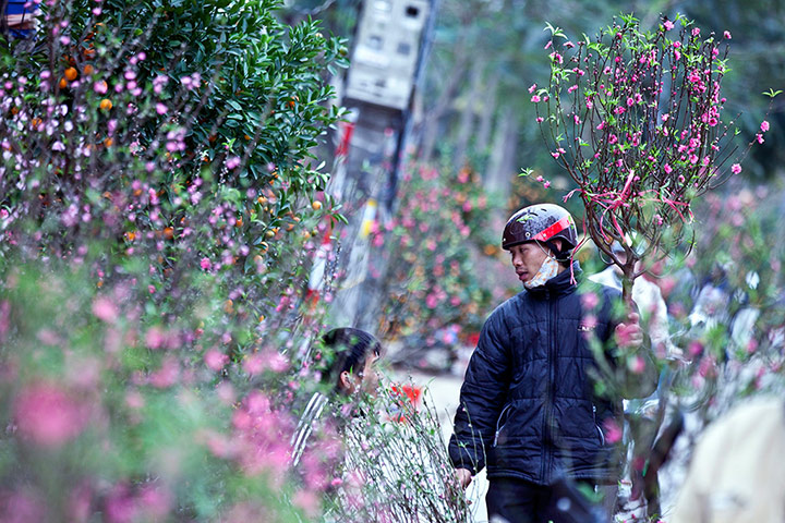 Lunar New Year: A man sells peach blossoms in Hanoi, Vietnam