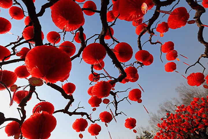 Lunar New Year: Trees decorated with red lanterns for Lunar New Year celebrations  