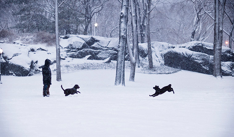 US snow: Two dogs enjoy the snow in New York