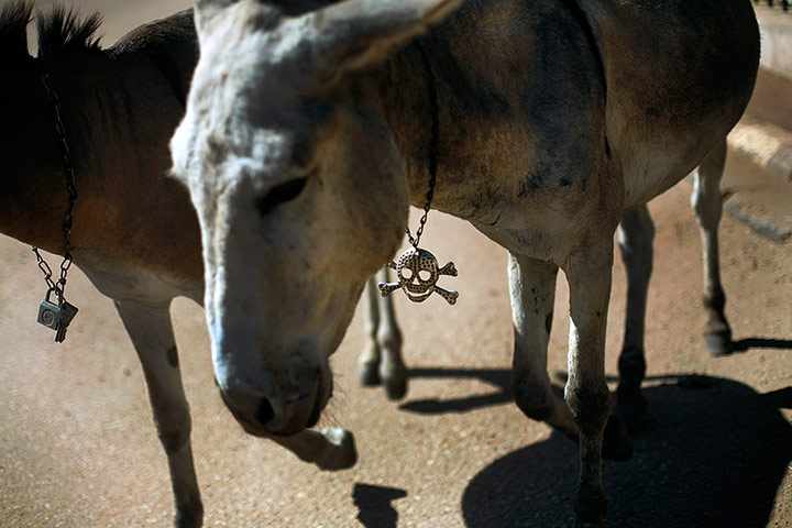20 Photos: A Malian donkey sports a skull chain as it walks in Gao, northern Mali