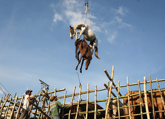 20 Photos: In Surabaya, Indonesia, horses are hoisted into the air by a crane