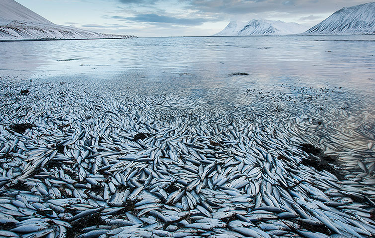 20 Photos: Thousands of dead herring in Kolgrafafjordur