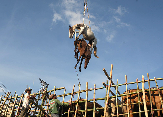 24 hours: Horses are hoisted in the air by a crane in East Java, Indonesia