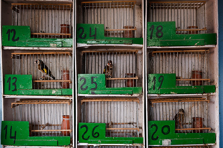 24 hours: Birds belonging to Emilio Martin Manjon in Madrid, Spain