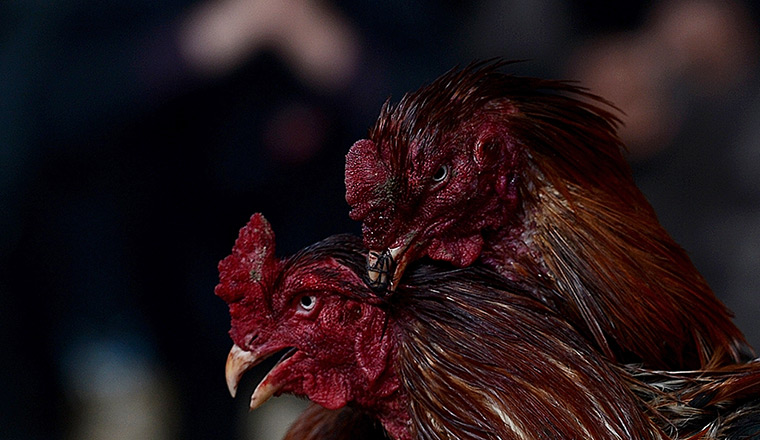 24 hours in pictures: Roosters duel during a break in an Afghan cock-fighting tournament