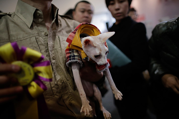 24 hours in pictures: An awarded cat is taken to the stage by a worker at Shanghai Pet Fair