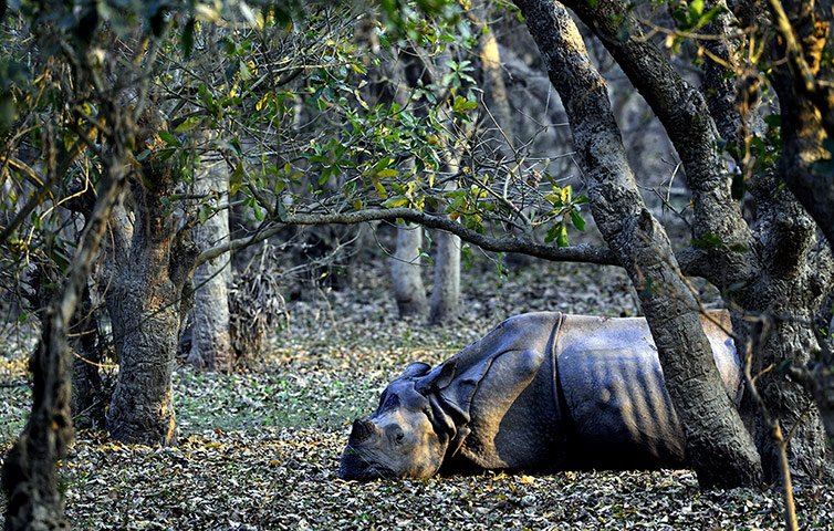 Week in Wildlife: An injured Indian one horned Rhino 