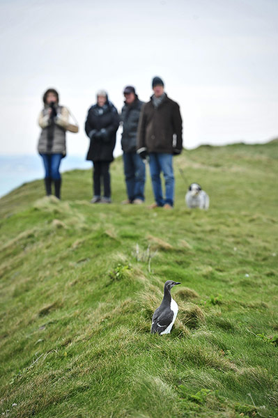 Week in Wildlife: Rescued sea birds released