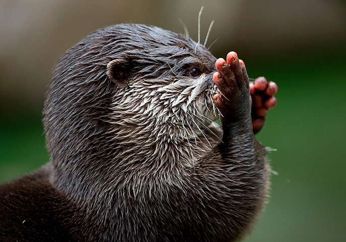 Week in Wildlife: Asian small-clawed otter