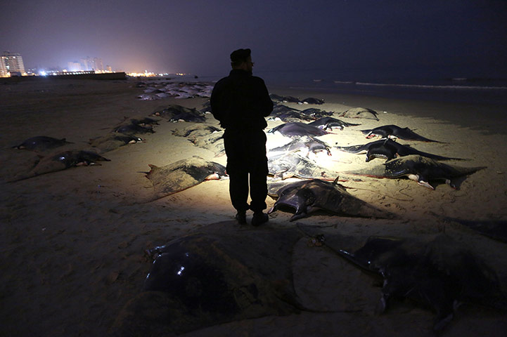 Week in Wildlife: Fish Bat on Gaza beach, Gaza City, Palestinian Territories - 27 Feb 2013