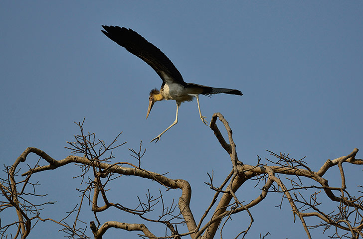 Week in Wildlife: A Greater Adjutant Stork in Guwahati city