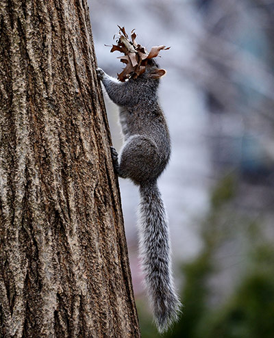 Week in Wildlife: A squirrel runs up a tree with leaves it gathered