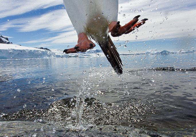 Week in Wildlife: Jumping Penguins In Antarctica
