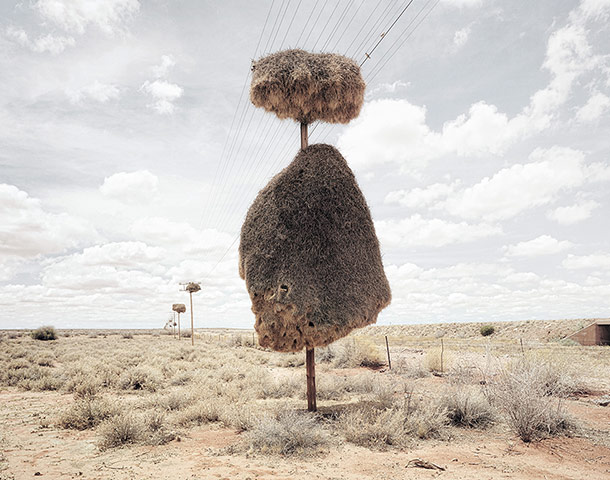 Week in Wildlife: nest made of twigs and grass by sociable weaver birds