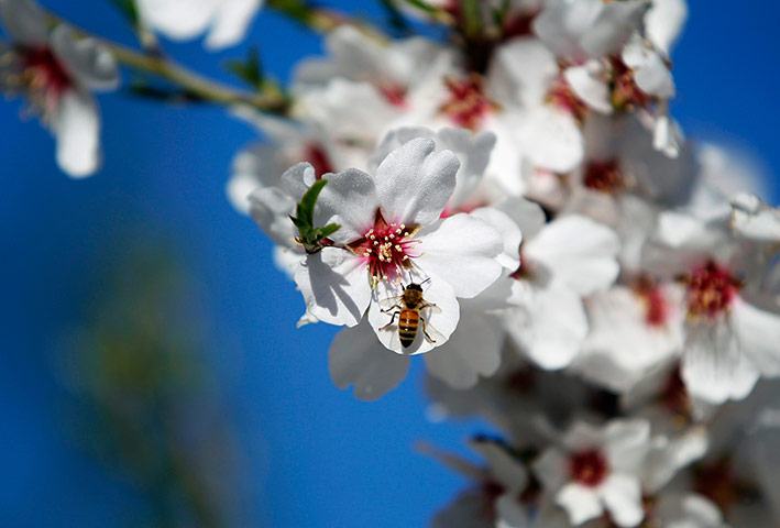Week in Wildlife: A bee rests on a flower of an almond tree in Jerusalem
