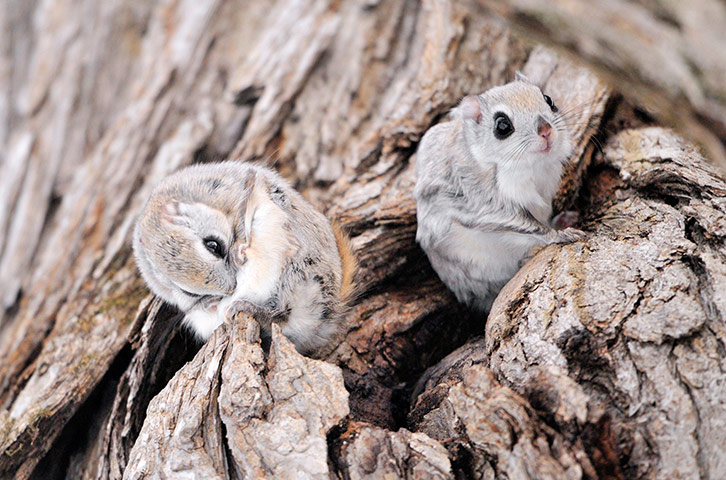 Week in Wildlife: Siberian flying squirrels, Hokkaido, Japan