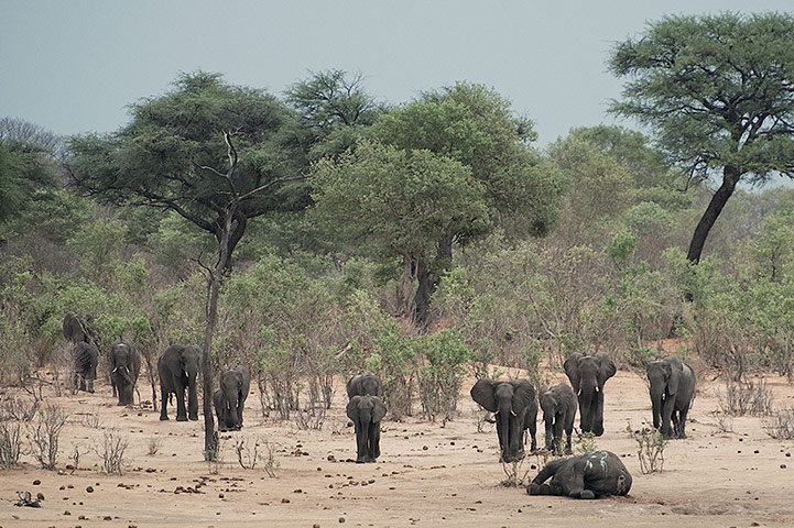 Week in Wildlife: Zimbabwe's elephant crisis, Hwange National Park, Zimbabwe