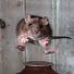 Mammal Society Photographer of the Year 2013