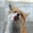 Mammal Society Photographer of the Year 2013
