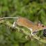 Mammal Society Photographer of the Year 2013