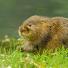 Mammal Society Photographer of the Year 2013