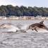 Mammal Society Photographer of the Year 2013