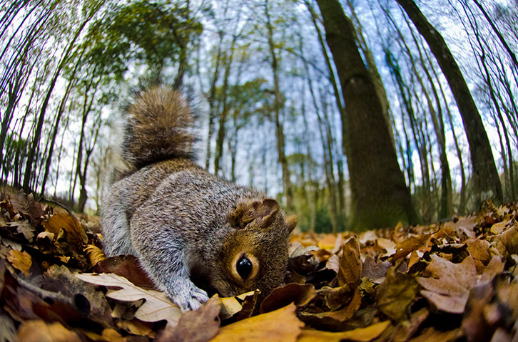 Mammal Society: Photographer of the Year 2013