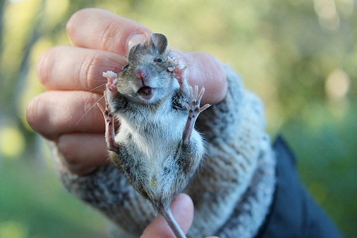 Mammal Society: Photographer of the Year 2013