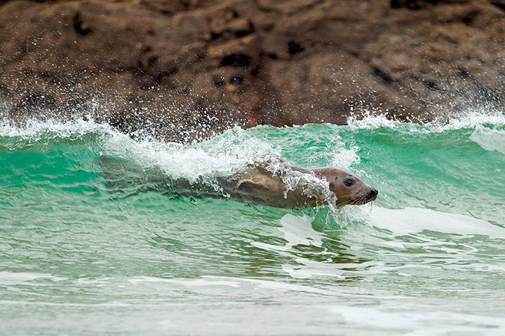 Mammal Society: Photographer of the Year 2013