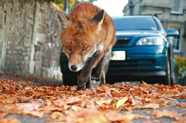 Mammal Society: Photographer of the Year 2013