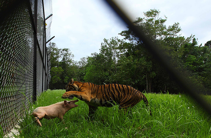 20 Photos: A Sumatran tiger plays with a pig at the Sumatra Tiger Rescue Centre