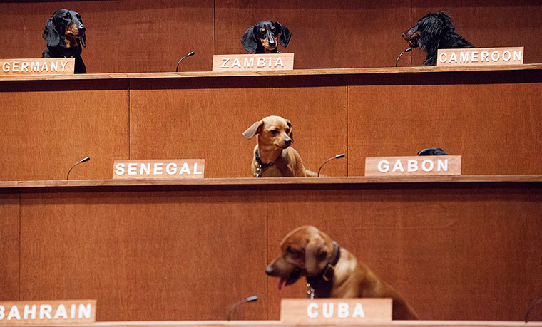 20 Photos: Dachshunds sit for the performance installation 'Dachshund UN'