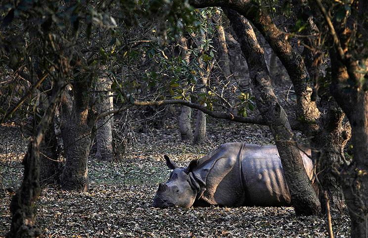 20 Photos: An injured Indian one-horned rhinoceros at the Pobitora Wildlife Sanctuary