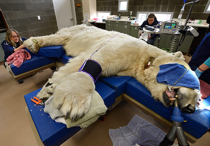 20 Photos: A Polar bear exam at Pt. Defiance Zoo & Aquarium