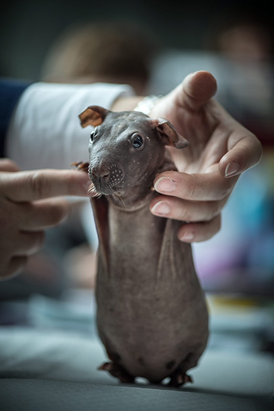 24 hours: Lublin, Poland: A hairless guinea pig at a pet show