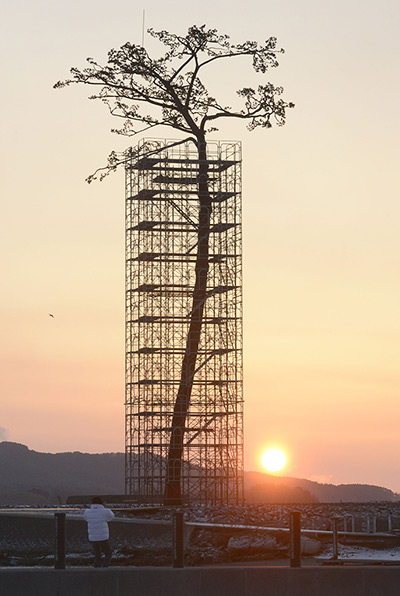 Japan anniversary: An artificially-restored 'miracle pine tree' that survived the tsunami