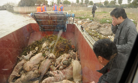 Dead pigs in China