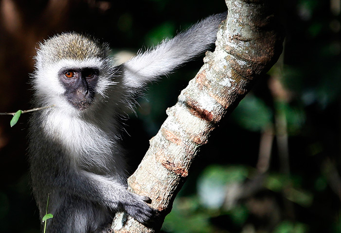 24 hours in pictures: A monkey is seen on a tree at Nairobi's National Park 