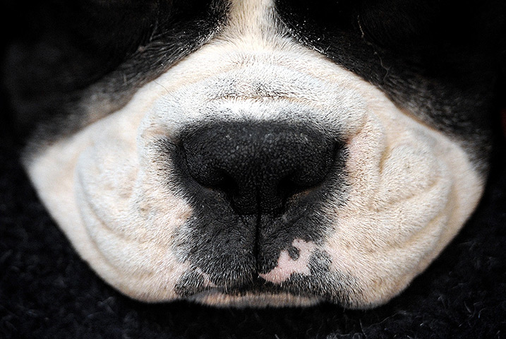 24 hours in pictures: The nose of a Boxer dog at Crufts