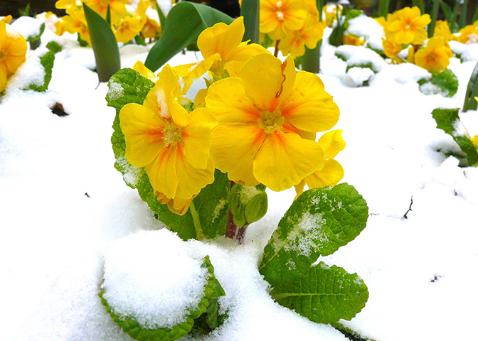 Spring snow: Primroses covered in snow, Boscombe chine gardens, Dorset 