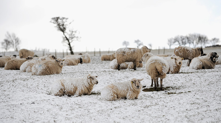 Spring snow: Snow-covered sheep take shelter from strong winds 