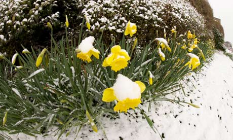 Snow-covered daffodils at Barton on Sea, Hampshire