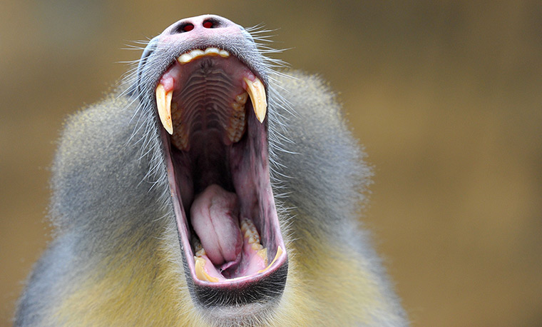 24 hours in pictures: Mandrill 