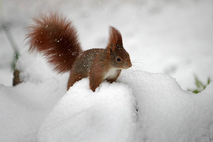 24 hours in pictures: A squirrel sits in the snow in a garden in Wiesbaden