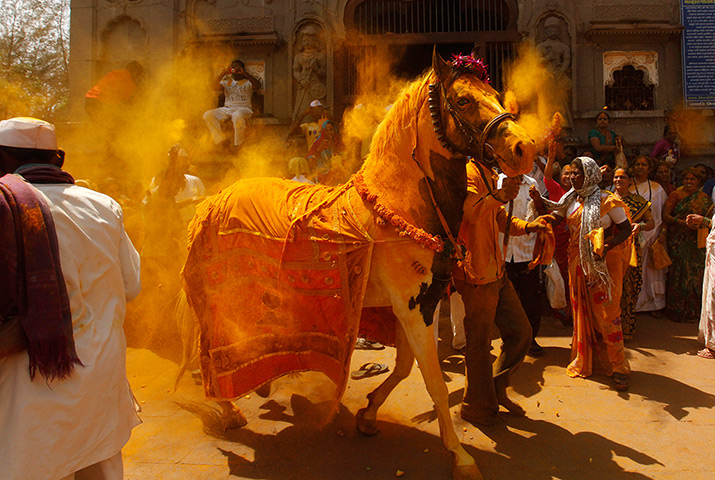 24 hours in pictures: devotees throw turmeric powder on a holy horse
