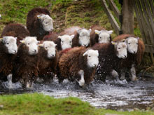 sheep on Yew Tree farm