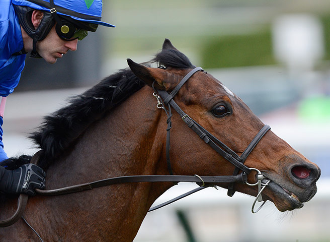 Cheltenham Festival: Cheltenham Racing festival 2013