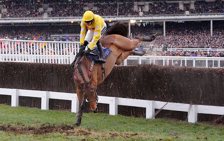 Cheltenham Festival: Cheltenham Racing festival 2013